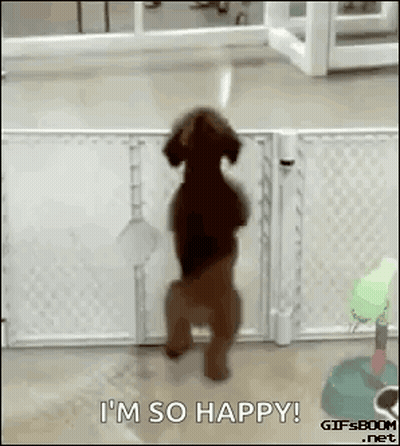 Dog Standing On Hind Legs Saying I'm So Happy GIF