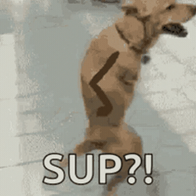 Dog Standing On Hind Legs Saying Sup GIF