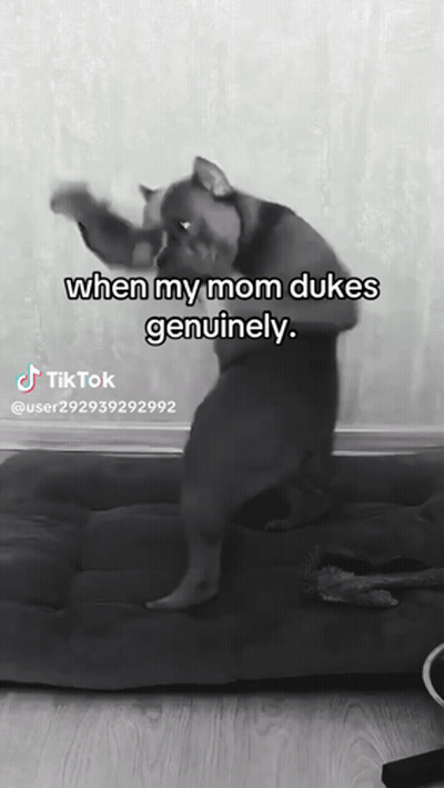 Dog Standing On Hind Legs Saying When My Mom Dukes Genuinely GIF
