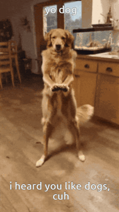 Dog Standing On Hind Legs Saying Yo Dog I Heard You Like Dogs GIF