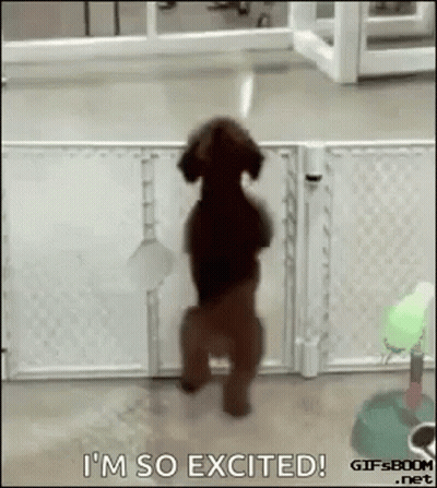 Dog Standing On Hind Legs Says I'm So Excited GIF