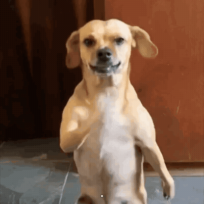 Dog Standing On Hind Legs Smiling GIF
