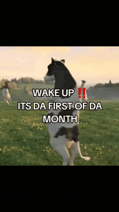 Dog Standing On Hind Legs Wake Up GIF