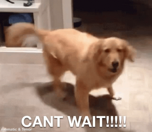 Dog Standing On Hind Legs With Cant Wait GIF