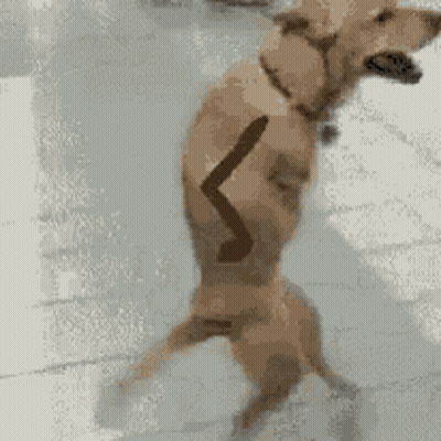 Dog Standing on Hind Legs With Knife on Back