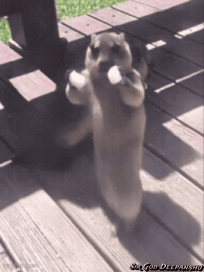 Dog Standing On Hind Legs With Sir God Deepanshu GIF