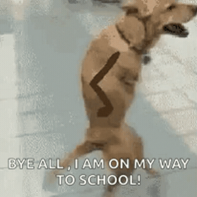 Dog Standing On Hind Legs With Stick GIF