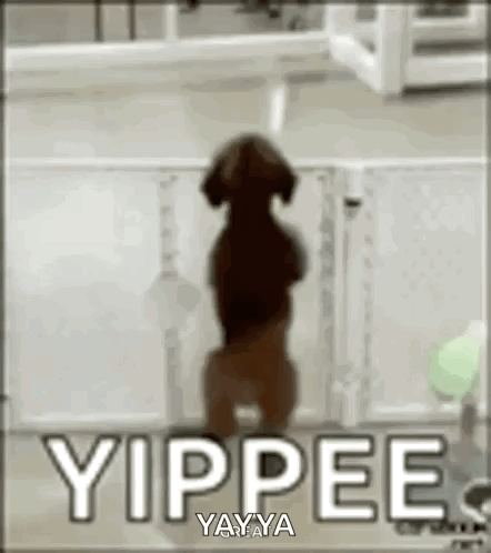 Dog Standing On Hind Legs Yippee Sign GIF