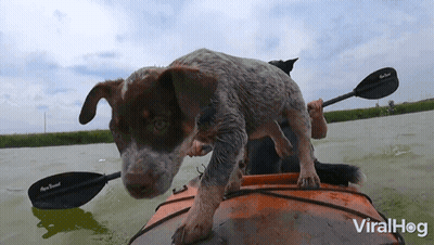 Dog Standing On Kayak With Northbound Paddle GIF