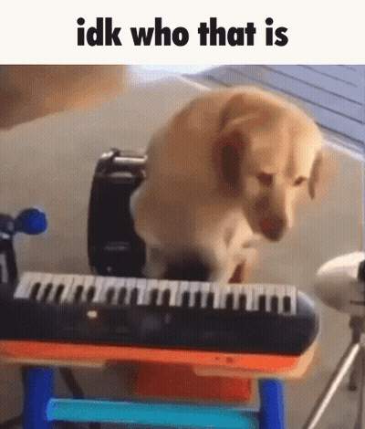 Dog Standing On Keyboard Saying Idk Who That Is GIF