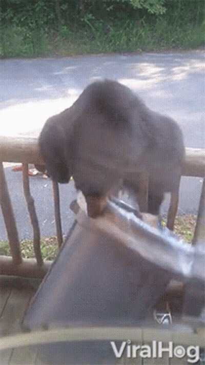Dog Standing On Railing Viralhog GIF