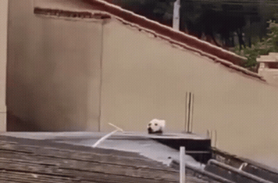 Dog Standing On Roof Next To Building GIF