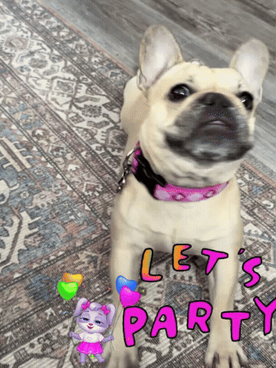Dog Standing On Rug Saying Lets Party GIF