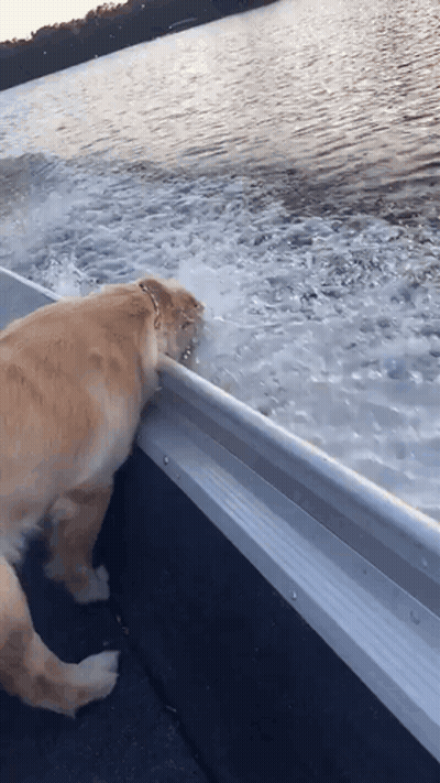Dog Standing On Side Of Boat GIF