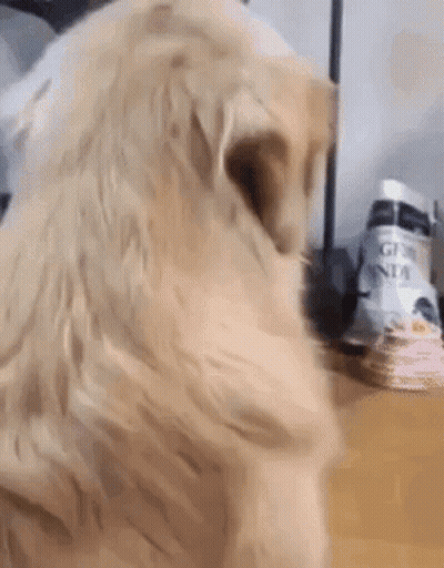 Dog Standing On Table With Gin Bottle GIF