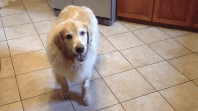Dog Standing On Tiled Floor Looking At Camera GIF