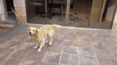 Dog Standing On Tiled Patio In Front Of Glass Door GIF