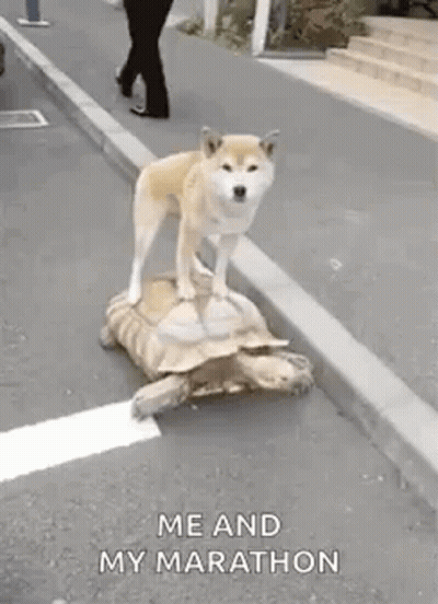 Dog Standing On Top Of Turtle GIF