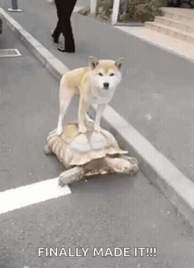 Dog Standing On Top Of Turtle On Roadside GIF