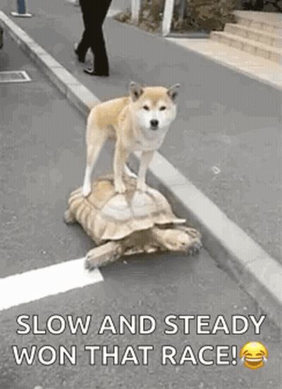 Dog Standing On Tortoise On Street GIF