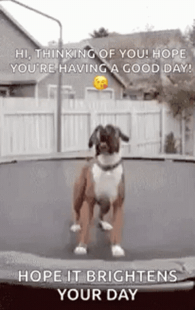 Dog Standing On Trampoline Greeting GIF
