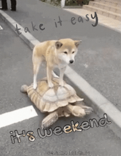 Dog Standing On Turtle Saying It's Weekend GIF