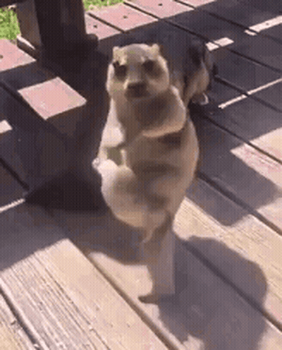 Dog Standing On Two Legs On Wooden Deck GIF