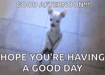 Dog Standing Up GIF