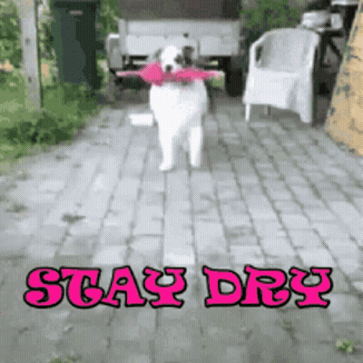 Dog Stay Dry GIF