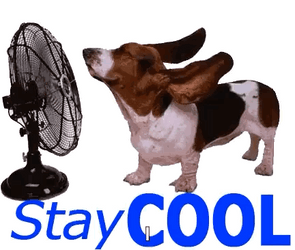 Dog Staying Cool In Front Of The Fan GIF