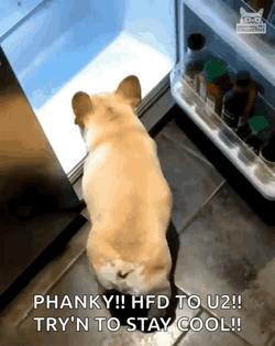 Dog Staying Cool Inside Refrigerator GIF