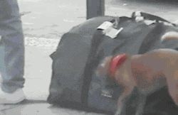 Dog Stealing A Wallet GIF