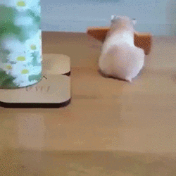 Dog Stealing From Mouse GIF
