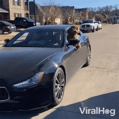 Dog Sticking Head Out Black Car Window Viralhog GIF