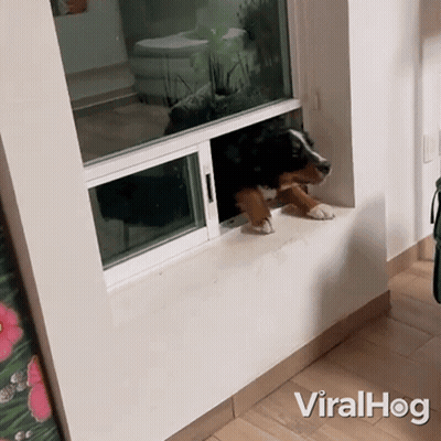 Dog Sticking Head Out Car Window In Rear View Mirror GIF