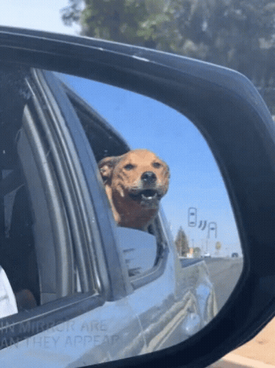 Dog Sticking Head Out Car Window Reflected In Mirror GIF