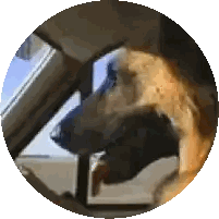 Dog Sticking Head Out Car Window Sticker