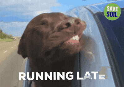 Dog Sticking Head Out Car Window Running Late GIF