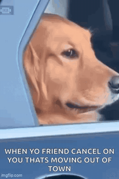 Dog Sticking Head Out Car Window GIF