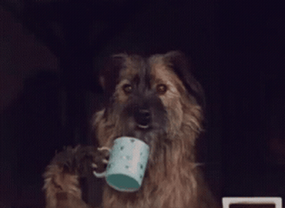 Dog Sticking Head Out Car Window Viralhog GIF