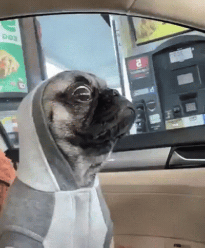 Dog Sticking Head Out Car Window Warmachine GIF
