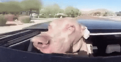 Dog Sticking Head Out Of Car GIF