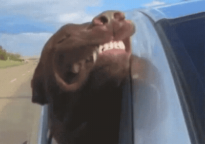 Dog Sticking Head Out Of Car Window GIF