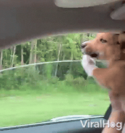 Dog Sticking Head Out Of Car Window Viralhog GIF