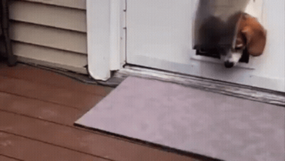 Dog Sticking Head Out Of Dog Door GIF