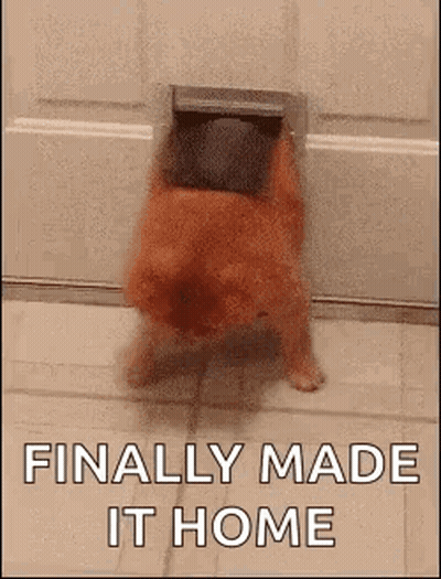 Dog Sticking Head Out Of Dog Door GIF