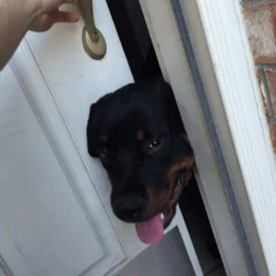Dog Sticking Head Out Of Door GIF