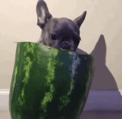Dog Sticking Head Out Of Watermelon GIF