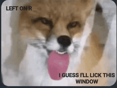 Dog Sticking Out Pink Tongue Saying I Guess I'll Lick This Window GIF