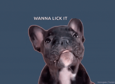Dog Sticking Tongue Out Saying Wanna Lick It GIF